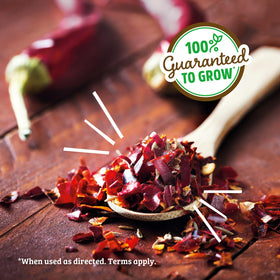 Back to the Roots chili seeds sprouting in organic soil.