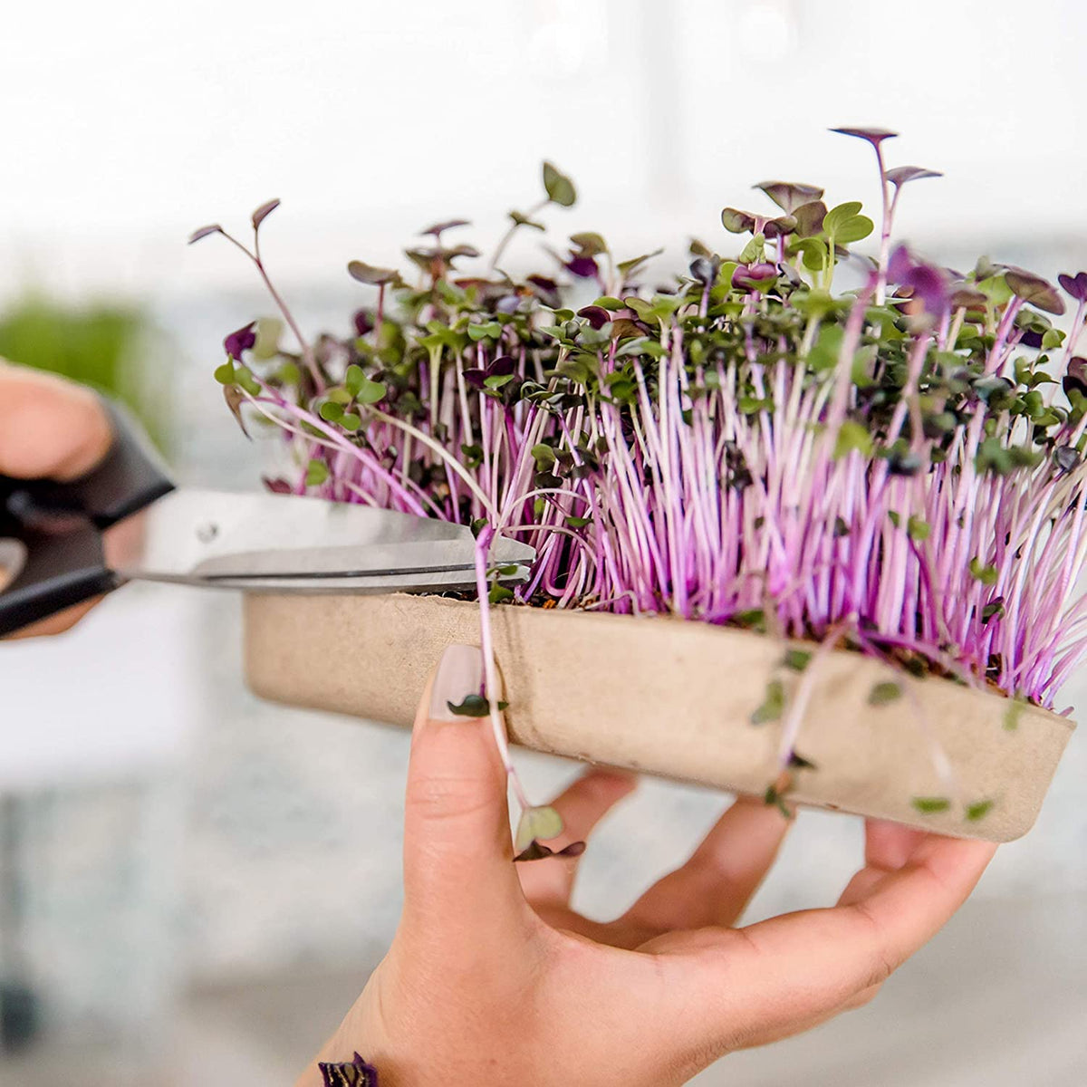Zero-waste packaging from Back to the Roots supports sustainable home gardening.