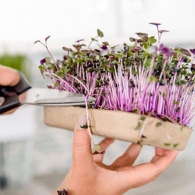 Zero-waste packaging from Back to the Roots supports sustainable home gardening.
