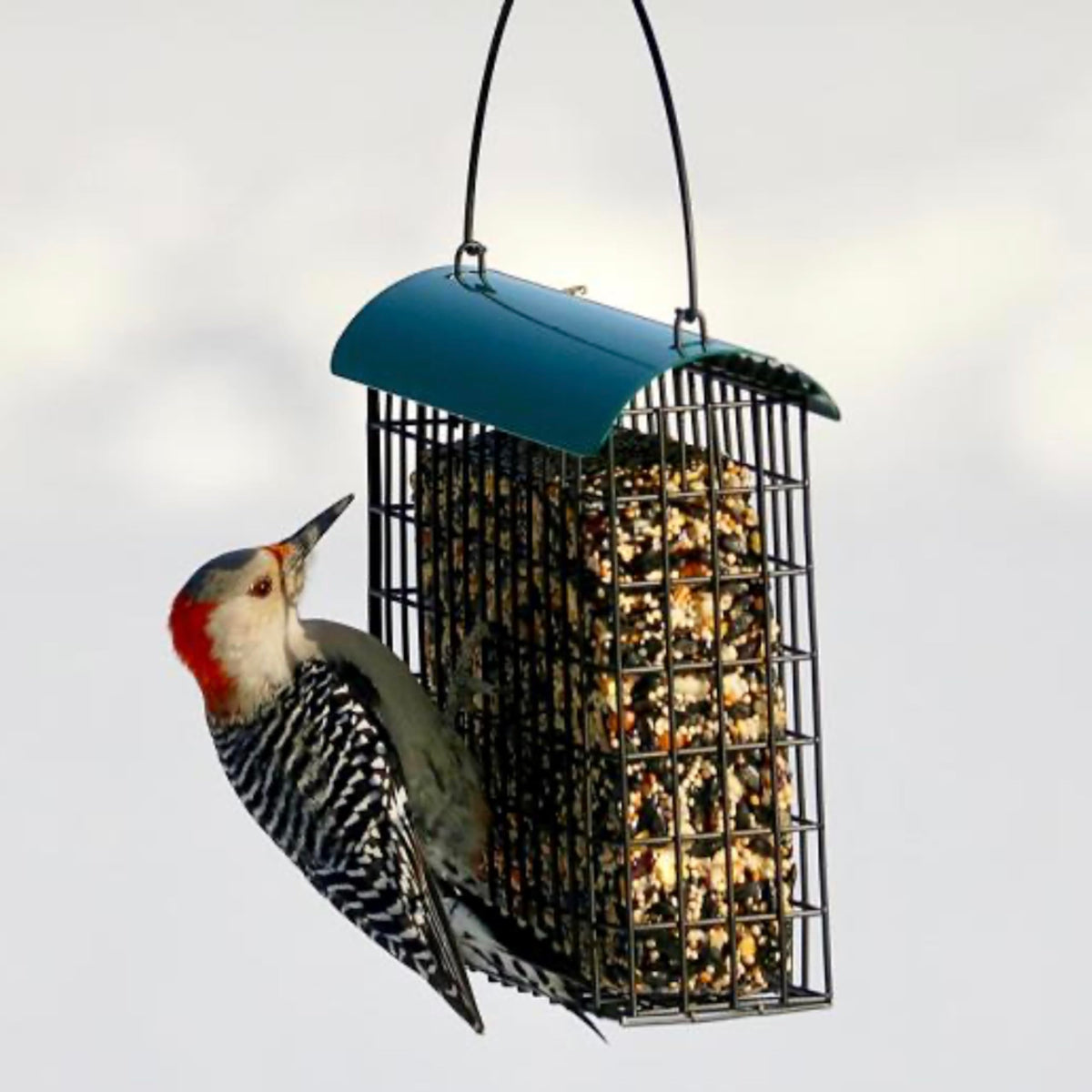 Backyard Essentials feeder feeds multiple clinger birds at once.