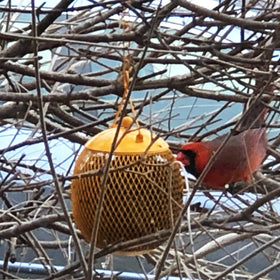 Backyard Expressions blue mesh bird feeder mounted on a garden hook for year-round viewing.