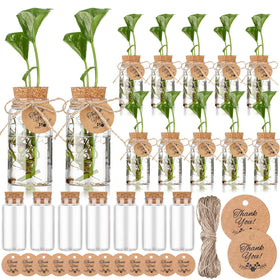 Baderke 24-pack propagation jars showing clear visibility for root growth.