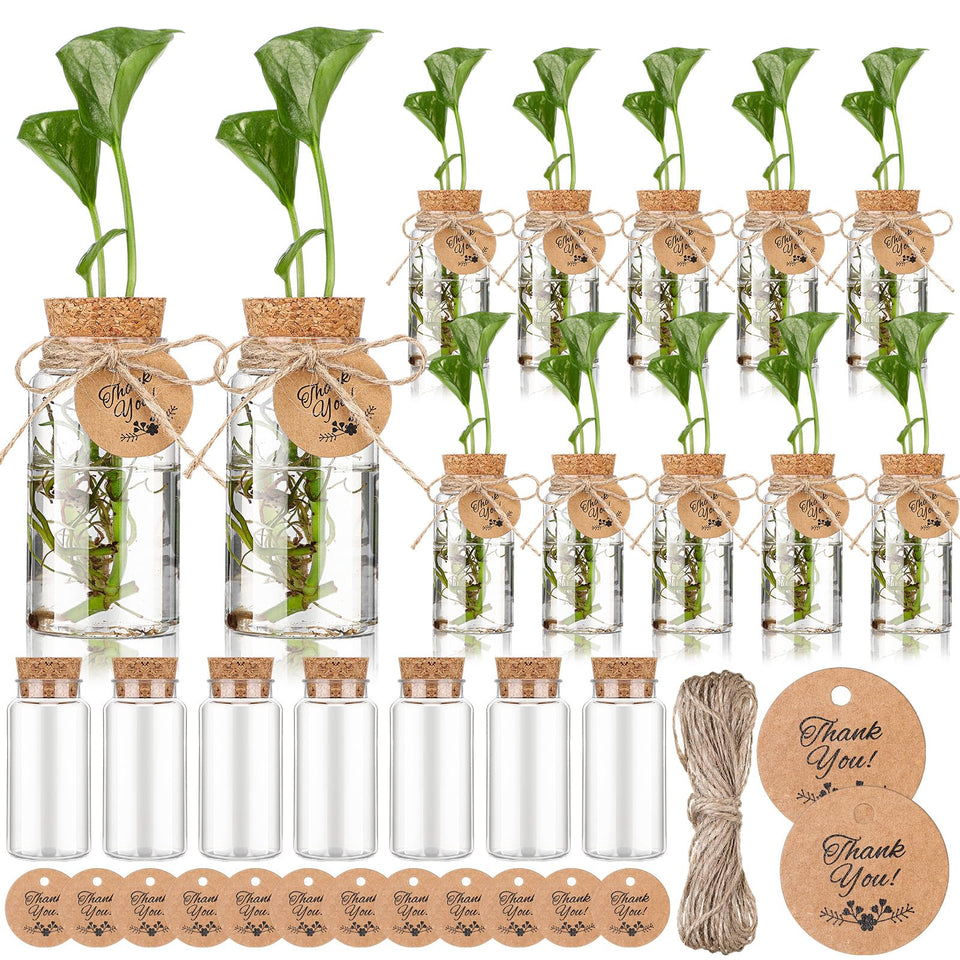 Baderke 24-pack propagation jars showing clear visibility for root growth.