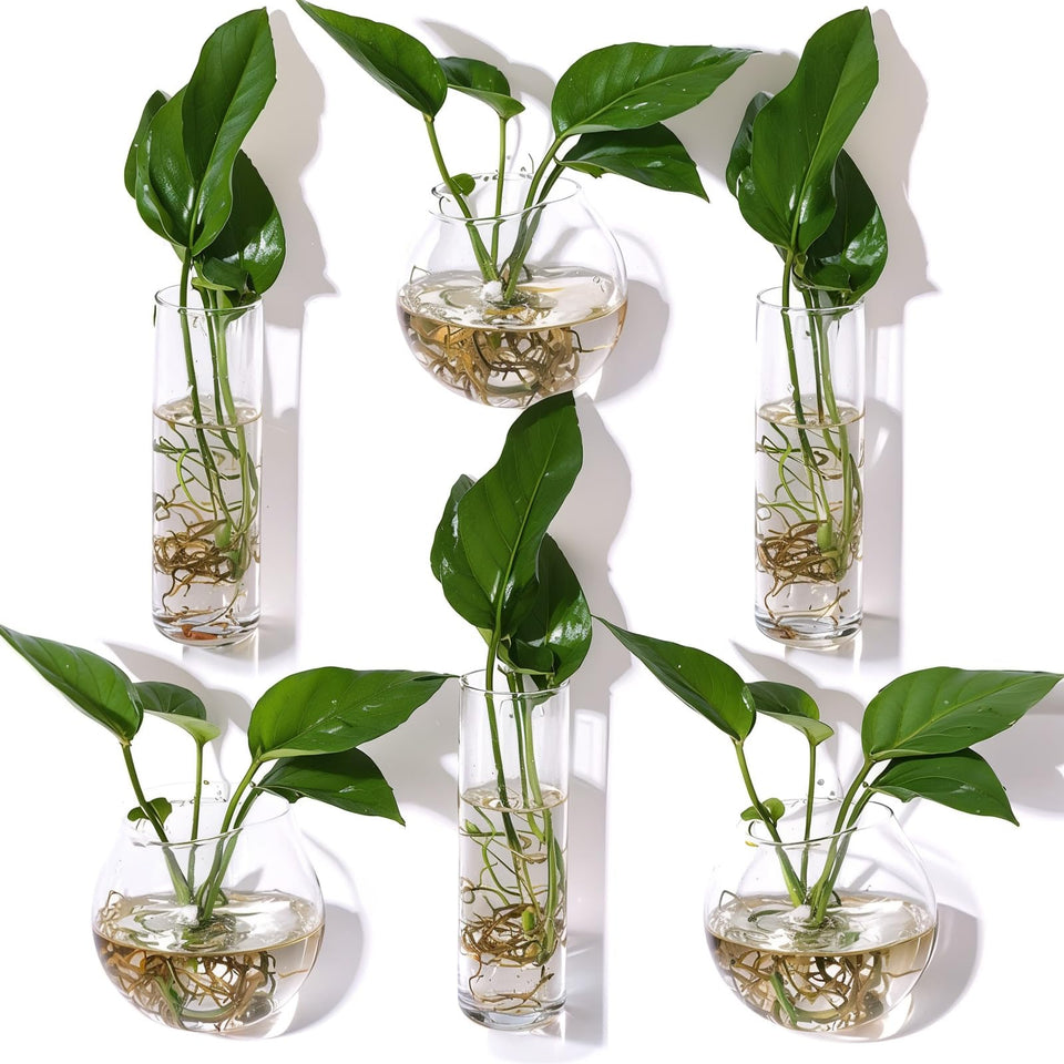 Baderke cylindrical glass hanging planter shows root growth clearly.