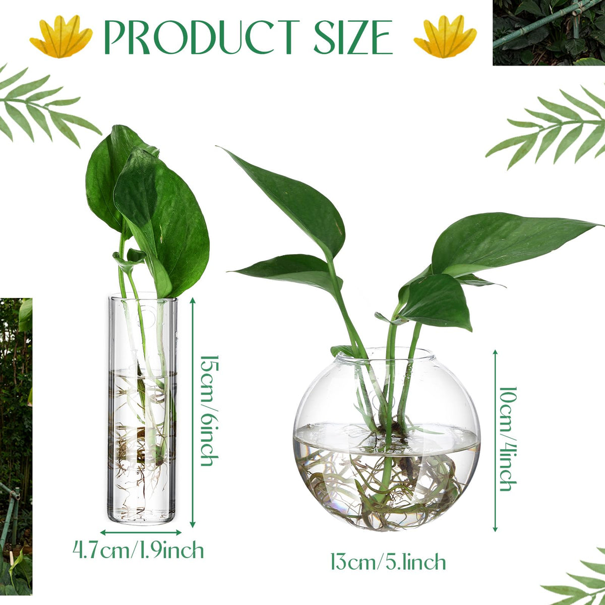 Baderke round glass wall vase displays hydroponic blooms beautifully.