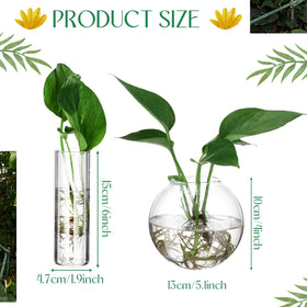 Baderke round glass wall vase displays hydroponic blooms beautifully.