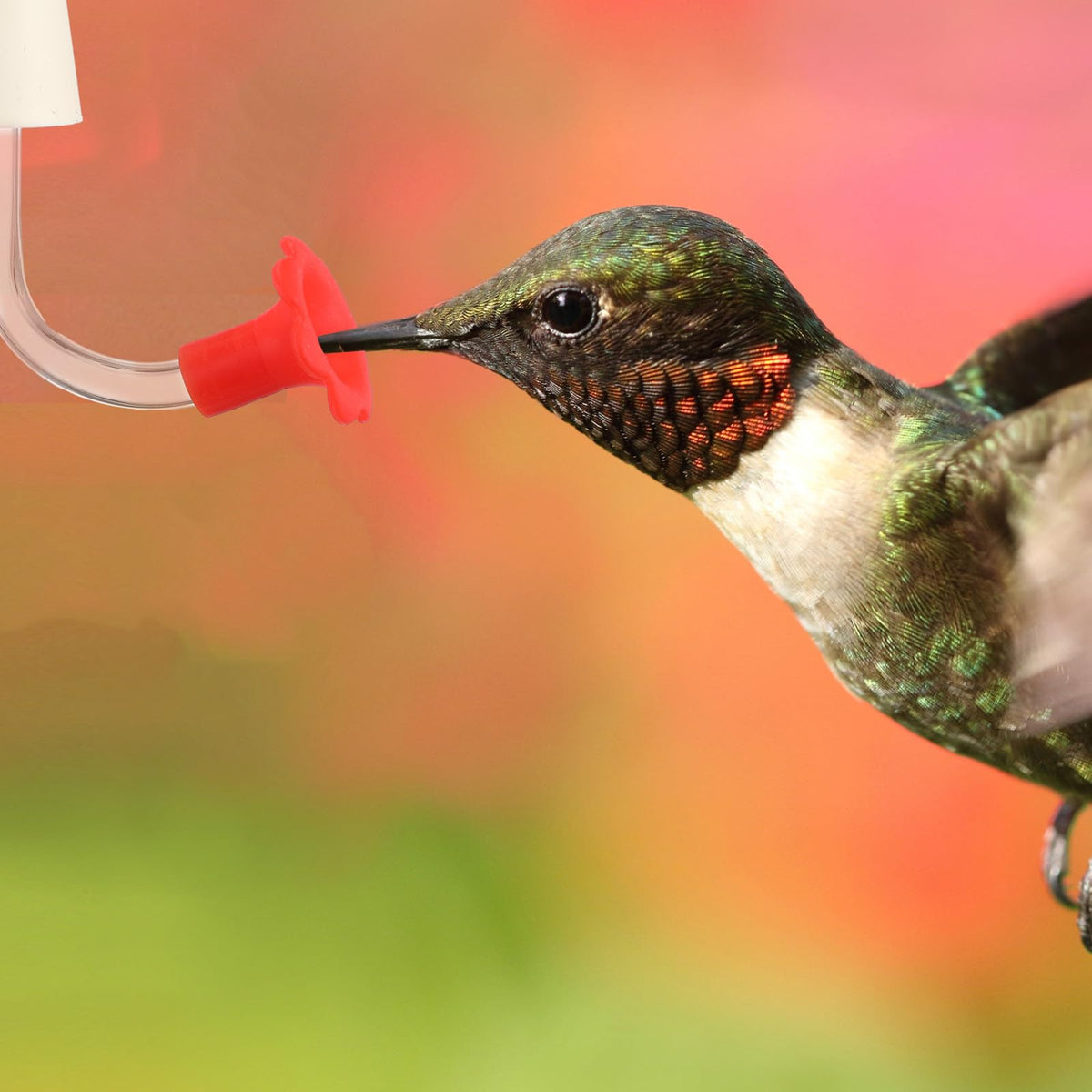 Baderke 3-pack replacement parts for ongoing bird feeding