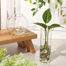 Baderke hydroponic display ideal for ivy and orchids.