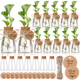 Baderke propagation station with clear bottle to observe plant growth