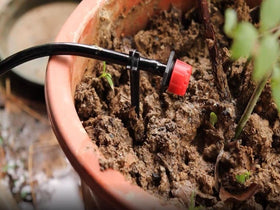 Balter-D irrigation stake suitable for use in plant containers and pots.