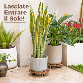Bamworld indoor-outdoor plant caddy optimizes sunlight and airflow around plants.