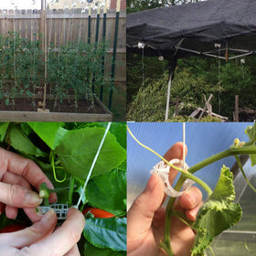Bandelt Clips snap onto twine, guiding stems to a climbing path.