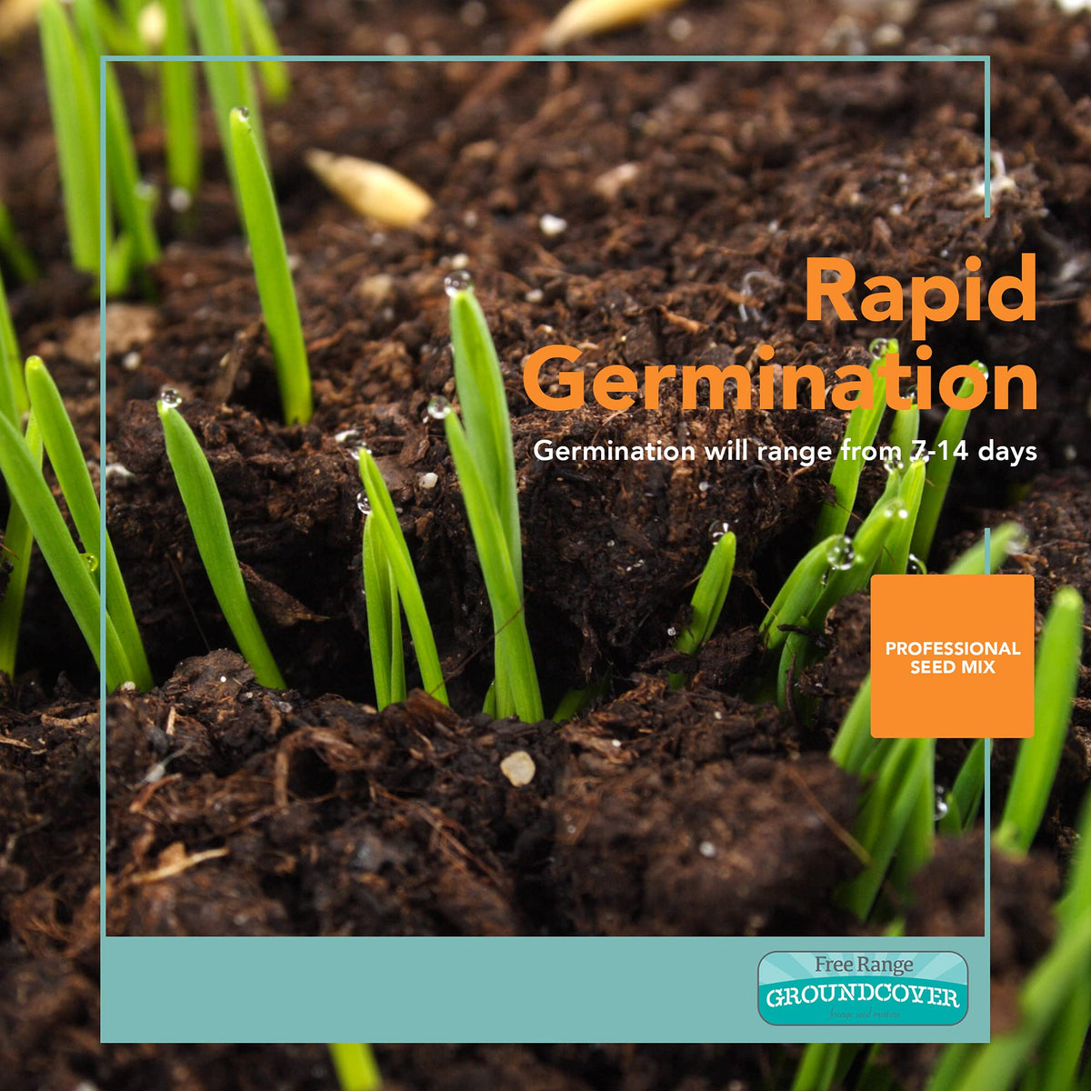 Barenbrug Free Range GroundCover seeds germinate in 7–14 days for quick forage.