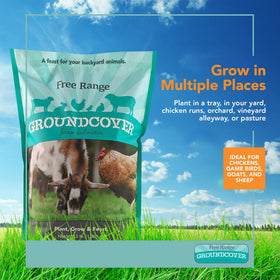 Barenbrug Free Range GroundCover greens in a tray show fast growth for small animals.