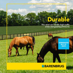 Barenbrug Pasture Seed establishment in temperate zones supports faster stand.
