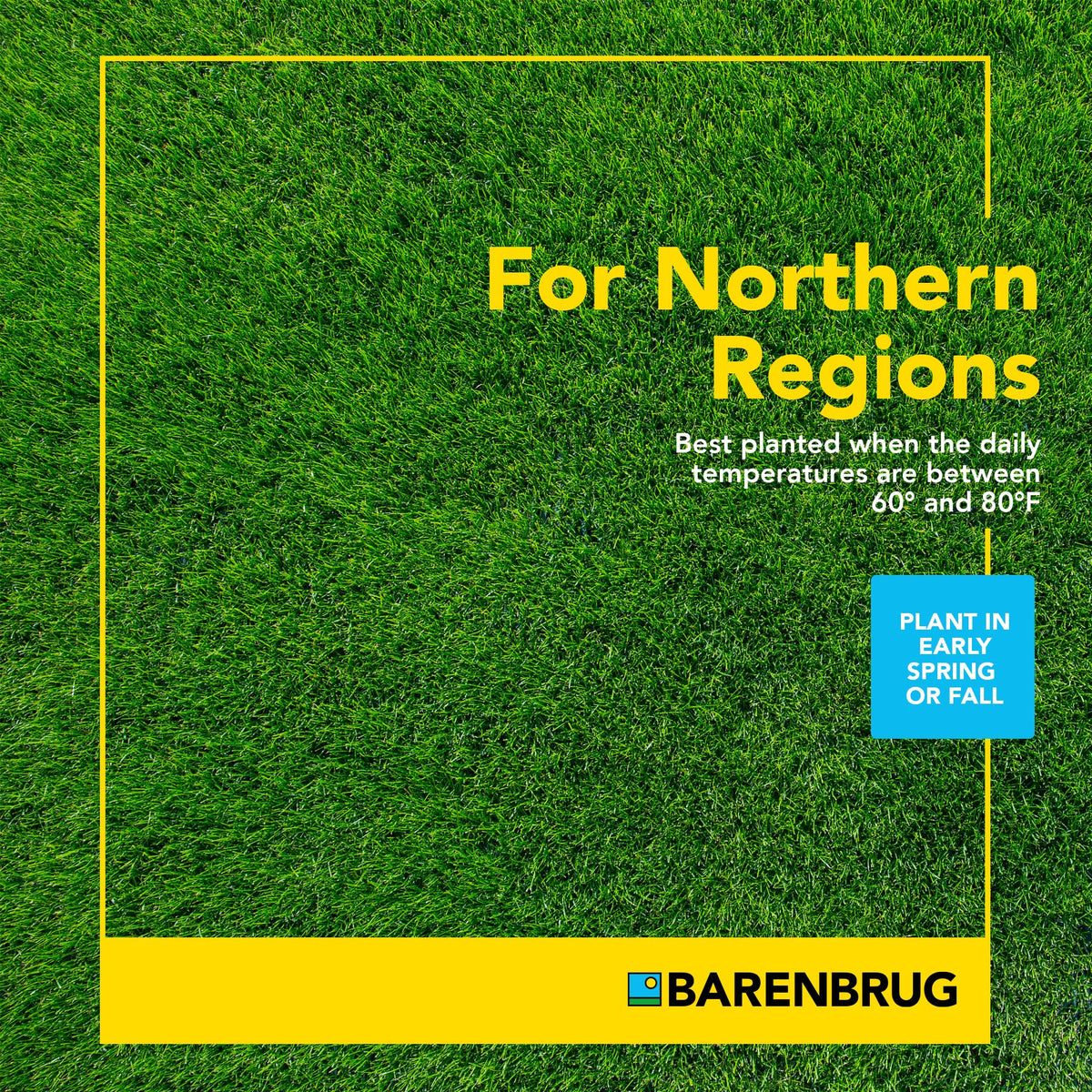 Barenbrug Pasture Seed field growth illustrates durable, grazing-ready pasture.