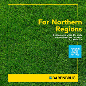 Barenbrug Pasture Seed field growth illustrates durable, grazing-ready pasture.