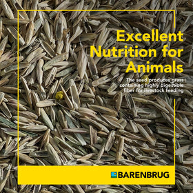 Barenbrug Pasture Seed nutrition-rich blend benefits forage quality for livestock.