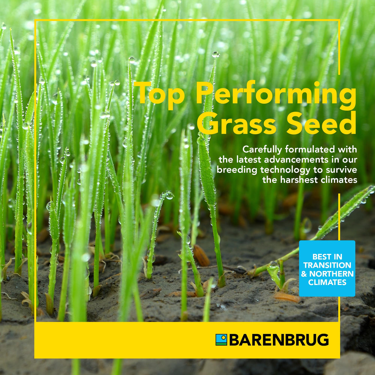 Barenbrug Pebble Beach golf-course approved blend delivers strong performance in high-density turf.