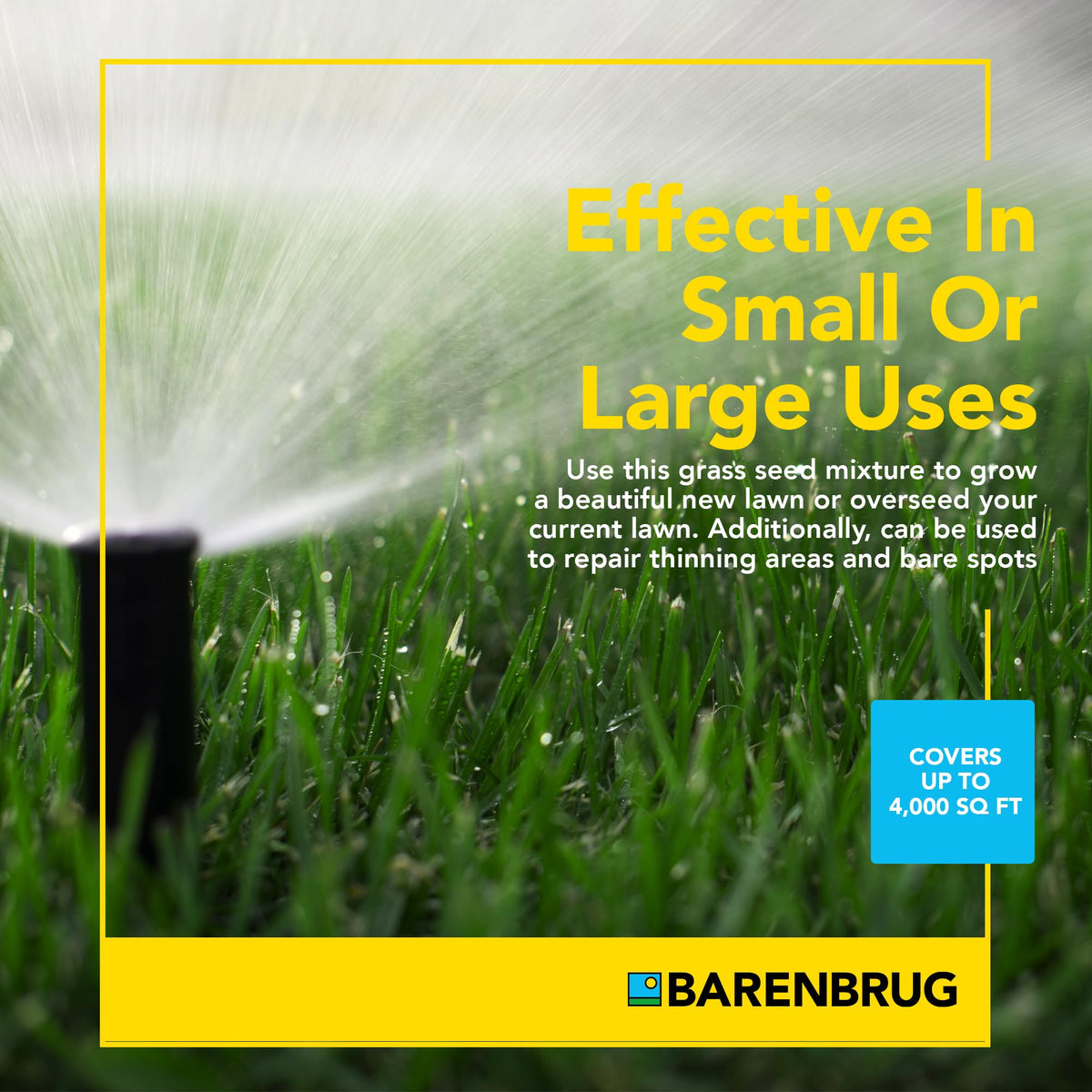 Barenbrug Pebble Beach overseed-ready mix helps repair thinning areas and bare spots.