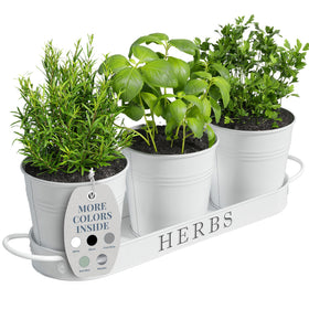 Barnyard Designs indoor herb planter set on a windowsill with tray elevating kitchen greenery