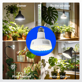 Barrina Orbgrow OG11A ideal for indoor garden arrangements.