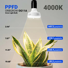 Barrina OG11A2 high PPFD full-spectrum lighting for growth.
