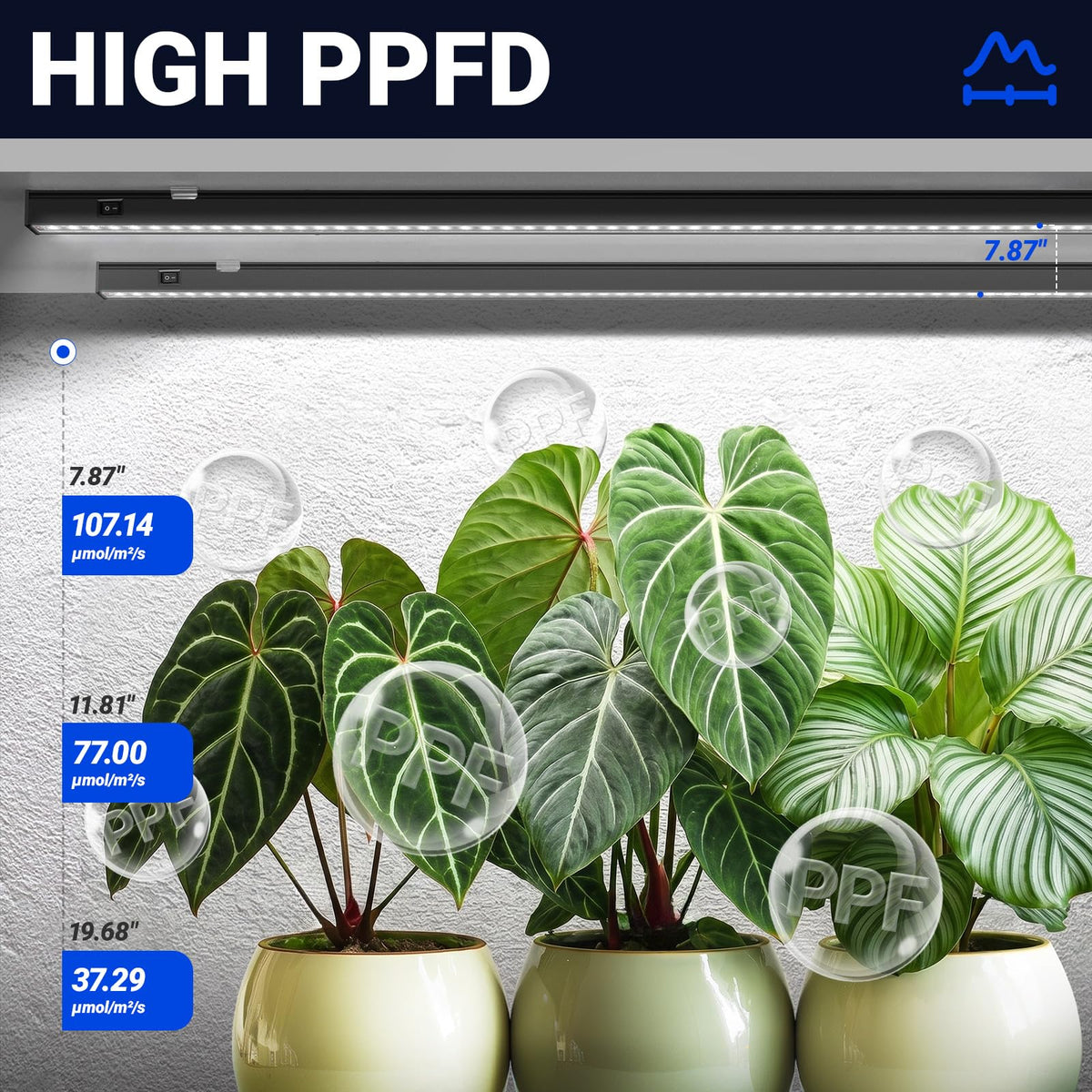 Barrina T5 high PPFD delivers efficient light absorption for vigorous growth.