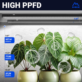 Barrina T5 high PPFD delivers efficient light absorption for vigorous growth.