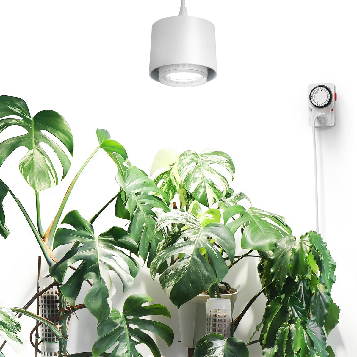 Barrina TR40 with 15° beam angle focuses light on a single plant
