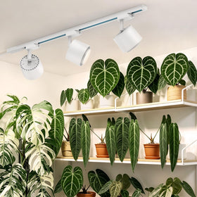 Barrina TR40c with 60-degree beam angle for focused indoor plant lighting.