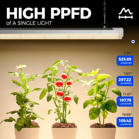 Barrina TX72 full spectrum panel with 660nm red LEDs supporting leafy growth.