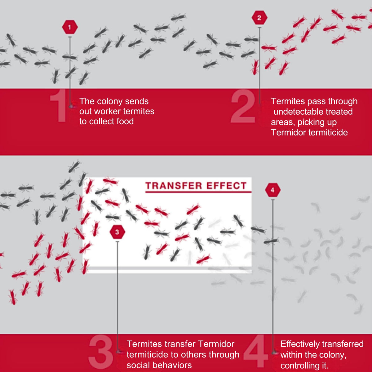 BASF Termidor Foam for spot treatments on wood and structural surfaces