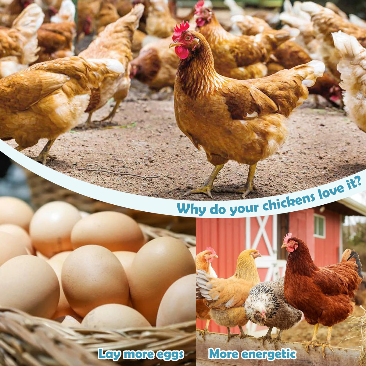 Baszy Dewormer for both chicks and adult birds in a single care routine