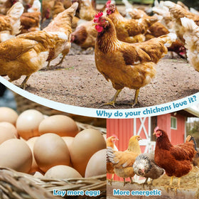 Baszy Dewormer for both chicks and adult birds in a single care routine