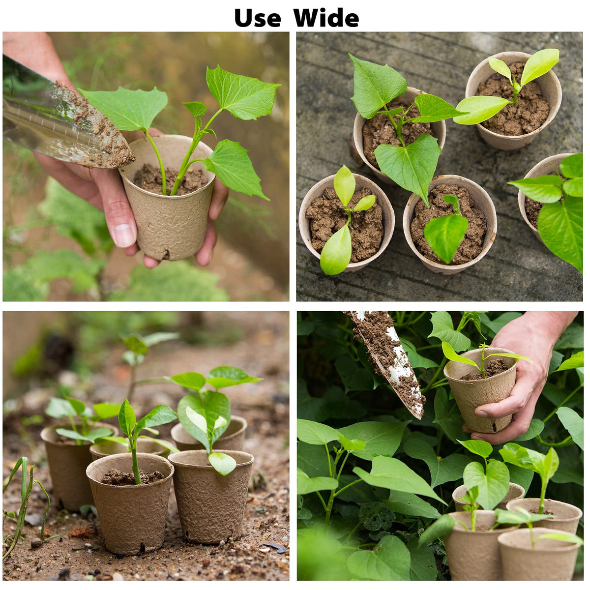 Baxrou seed starting kit suited for flowers, herbs, and vegetables.