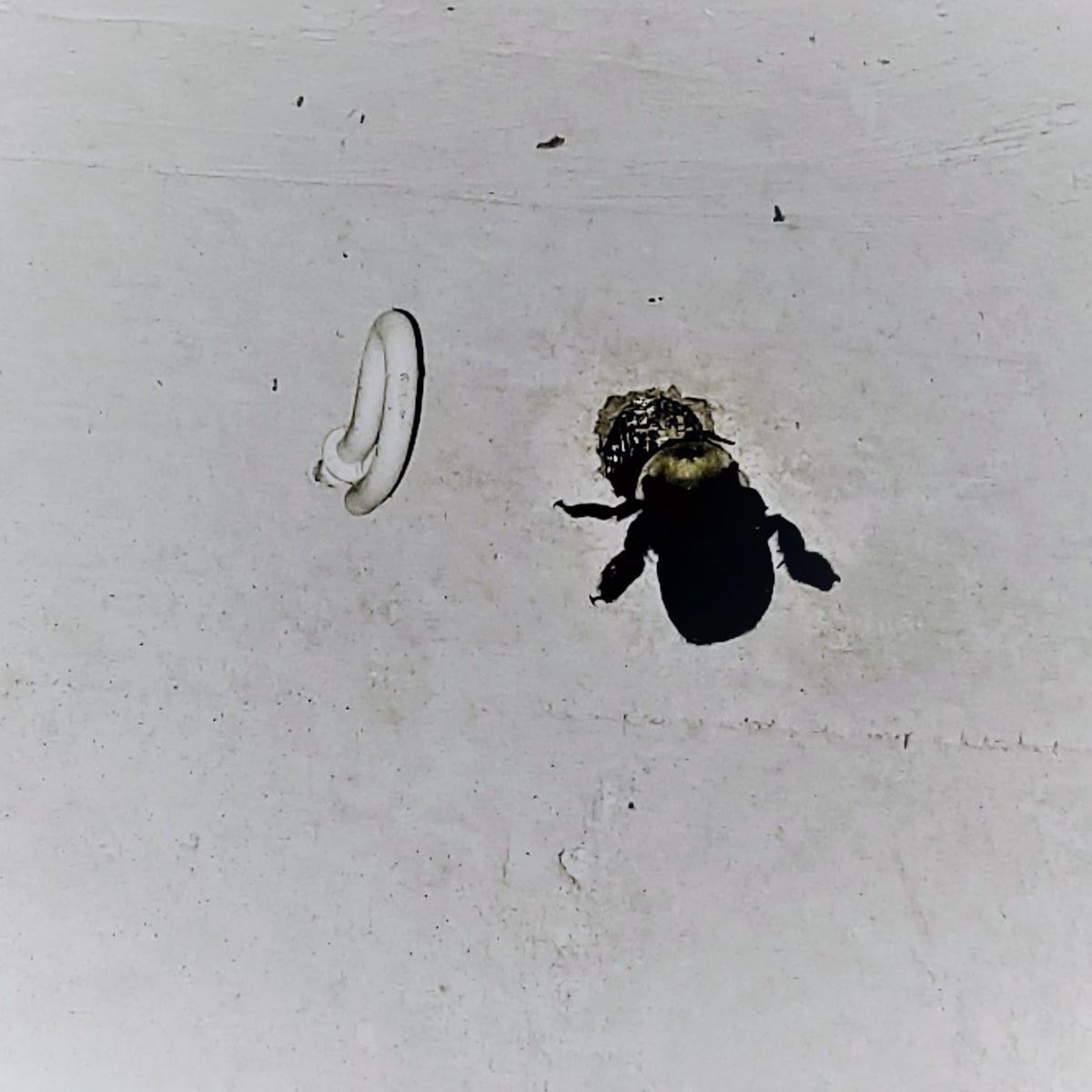 BB PRO plugs work with any spray, foam, or dust for integrated pest control