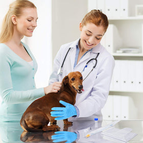 BBTO blue medium gloves provide comfortable, secure handling during canine insemination.