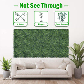 BCBLF dense leaves close-up highlighting 2-inch grass height