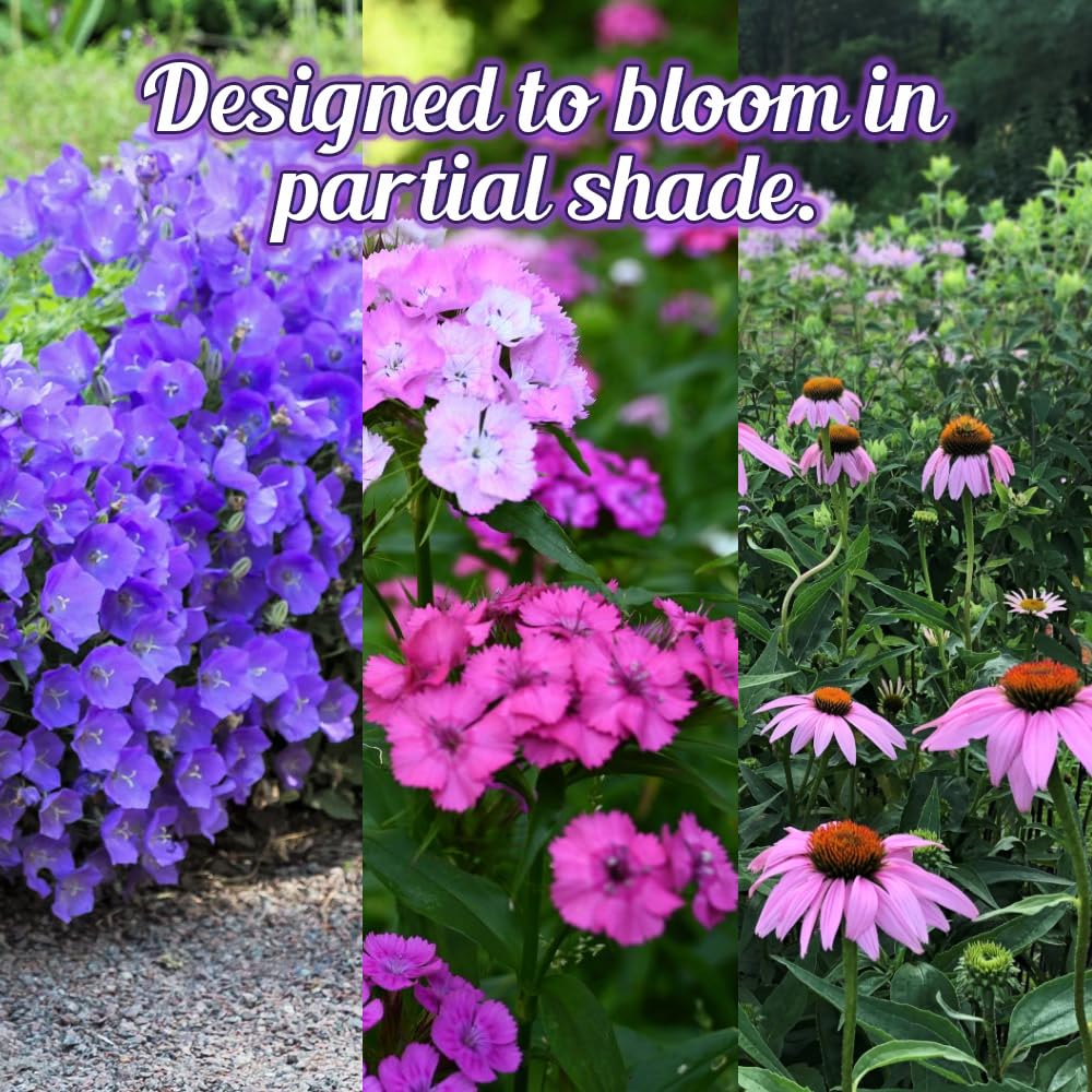 Beauty Beyond Belief BBB Seed attracts bees, butterflies, and birds for a lively garden.