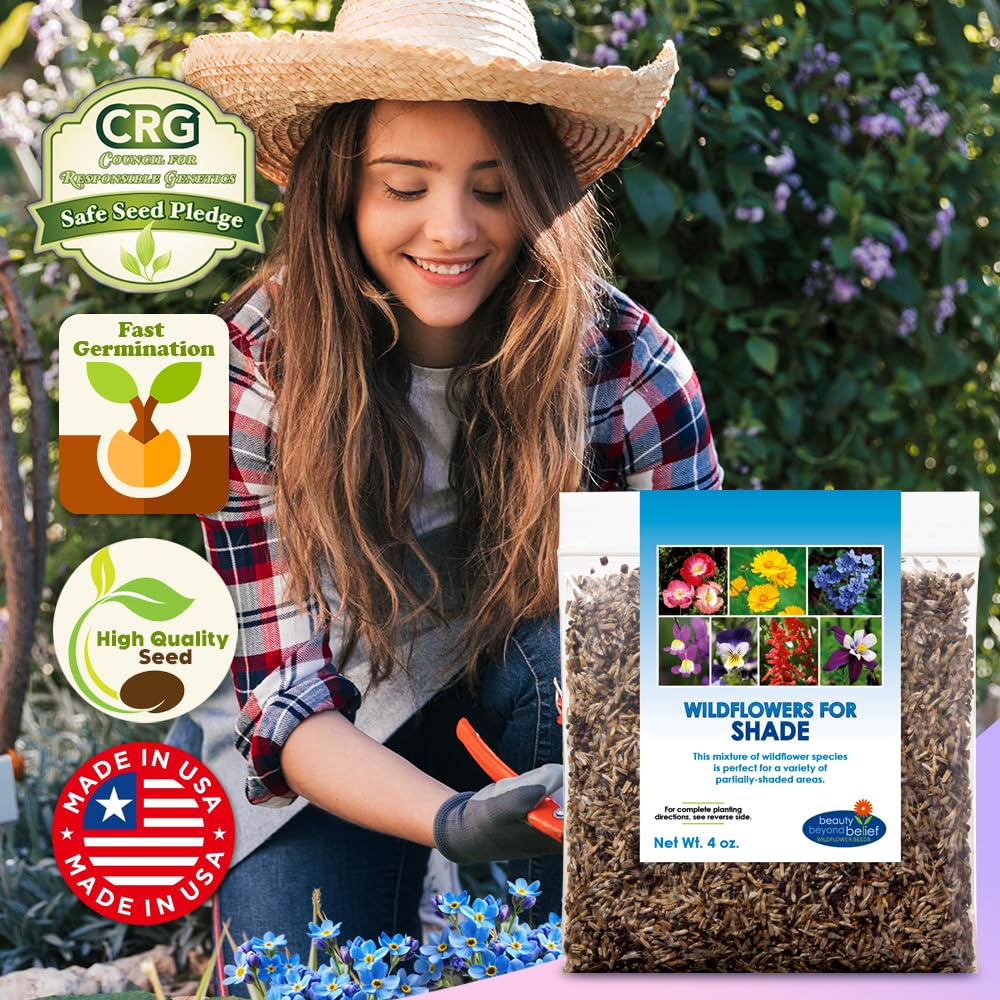 Beauty Beyond Belief BBB Seed 375 sq ft coverage supports wide margins and borders.