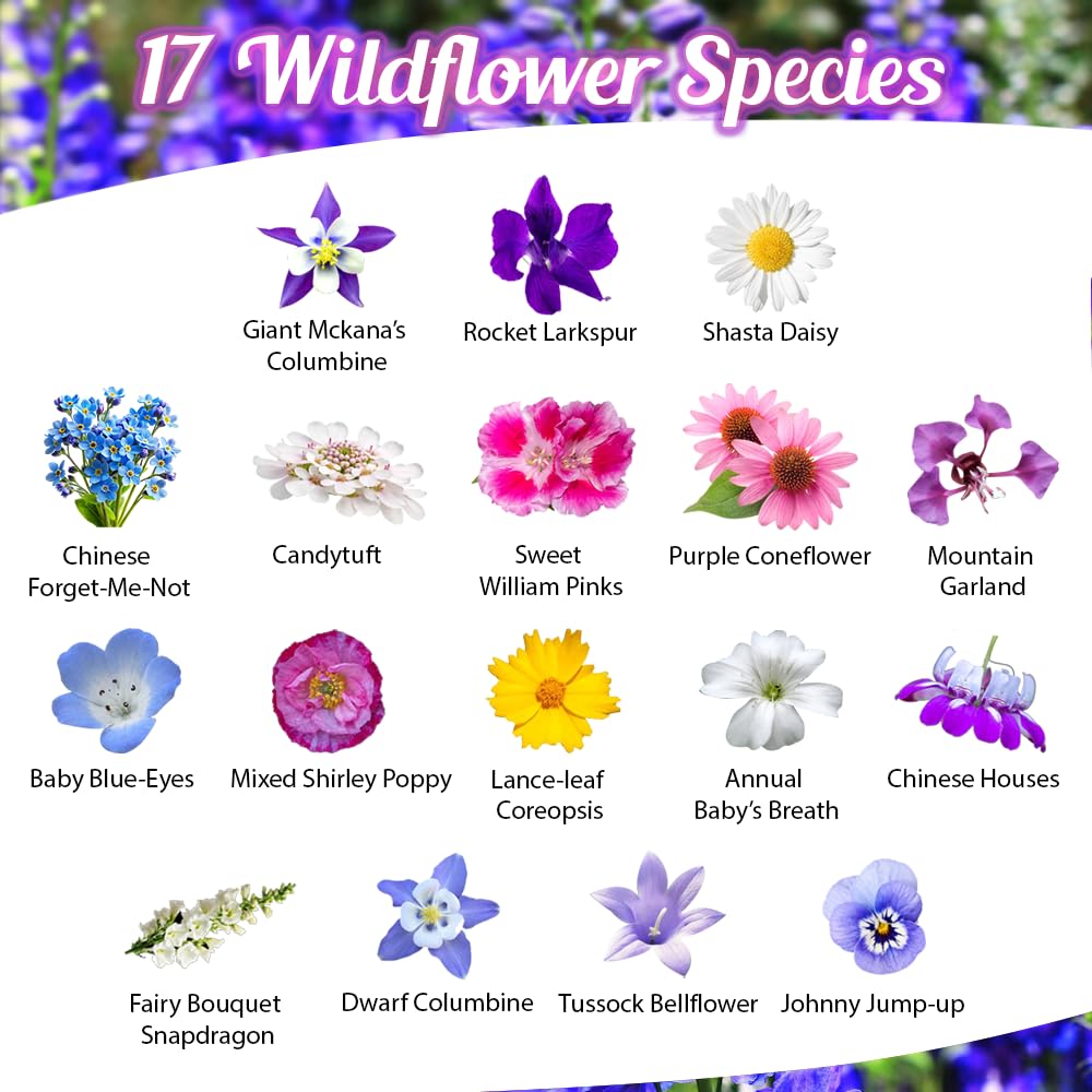 Beauty Beyond Belief BBB Seed open-pollinated wildflower mix for year-round gardening