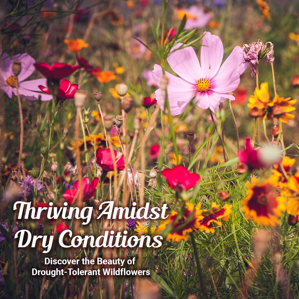 Beauty Beyond Belief dryland wildflowers provide hardy growth in arid areas