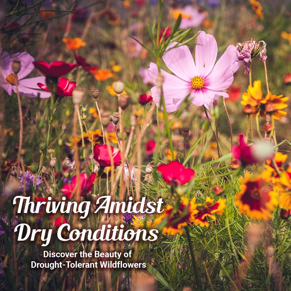 Beauty Beyond Belief xeric dryland seed mix delivers lush garden coverage.