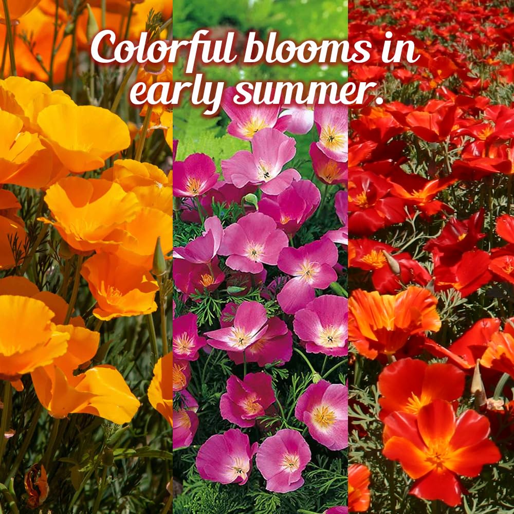Beauty Beyond Belief easy-to-plant seed mix for beginner gardeners