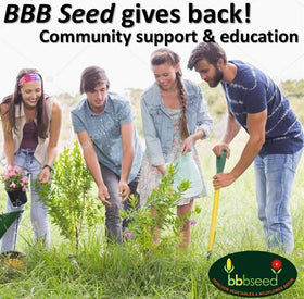 Family-owned Beauty Beyond Belief offers trusted seeds and planting tips.