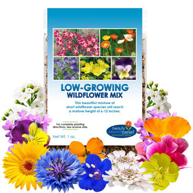 Beauty Beyond Belief low growing wildflower seeds 1oz pack ideal for front border plantings