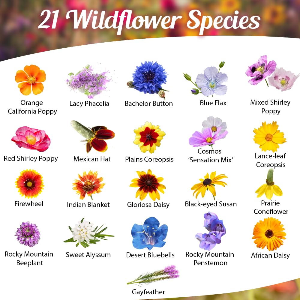 Beauty Beyond Belief open-pollinated seed mix attracts bees, butterflies, and hummingbirds.