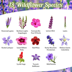 Beauty Beyond Belief open-pollinated seeds closeup, high-quality mix for reliable germination.