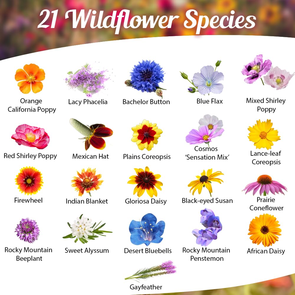 Beauty Beyond Belief open-pollinated seeds for pollinator borders